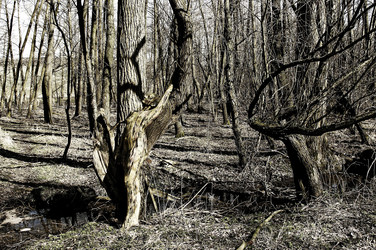 Baum / Tree Body Painting
