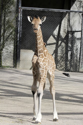 Giraffenunfall im Tierpark Hagenbeck, Hamburg