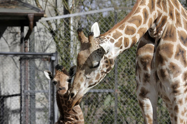Giraffenunfall im Tierpark Hagenbeck, Hamburg