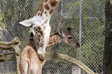 Giraffenunfall im Tierpark Hagenbeck, Hamburg