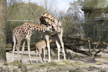Giraffenunfall im Tierpark Hagenbeck, Hamburg