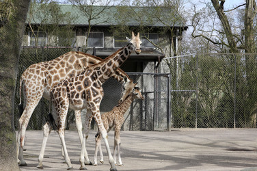 Giraffenunfall im Tierpark Hagenbeck, Hamburg