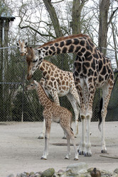 Giraffenunfall im Tierpark Hagenbeck, Hamburg