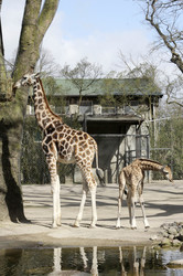 Giraffenunfall im Tierpark Hagenbeck, Hamburg