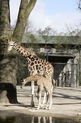 Giraffenunfall im Tierpark Hagenbeck, Hamburg