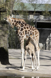 Giraffenunfall im Tierpark Hagenbeck, Hamburg