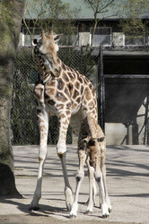 Giraffenunfall im Tierpark Hagenbeck, Hamburg