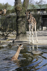 Giraffenunfall im Tierpark Hagenbeck, Hamburg