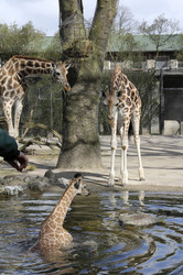 Giraffenunfall im Tierpark Hagenbeck, Hamburg