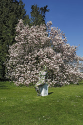 Magnolien / Magnolias Body Painting