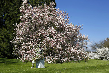 Magnolien / Magnolias Body Painting