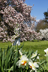 Magnolien / Magnolias Body Painting