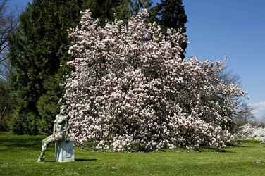 Magnolien / Magnolias Body Painting