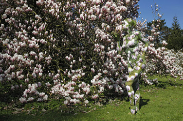 Magnolien / Magnolias Body Painting