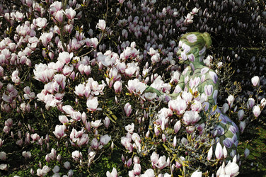 Magnolien / Magnolias Body Painting