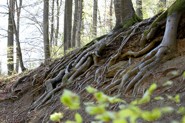 Baumwurzel / Tree Root Body Painting