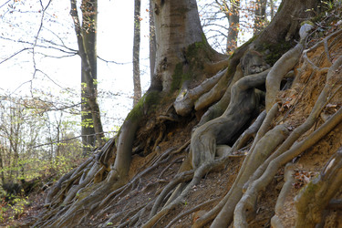 Baumwurzel / Tree Root Body Painting