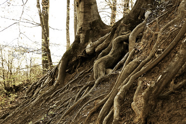 Baumwurzel / Tree Root Body Painting