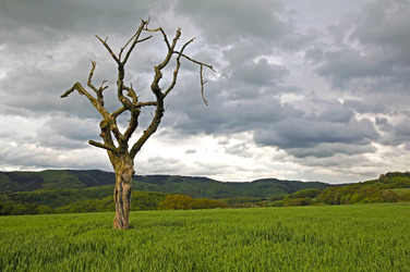 Nature Art: Abgestorbener Baum / Dead Tree Body Painting