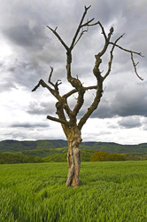 Nature Art: Abgestorbener Baum / Dead Tree Body Painting