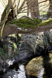 Nature Art. Baum / Tree Body Painting
