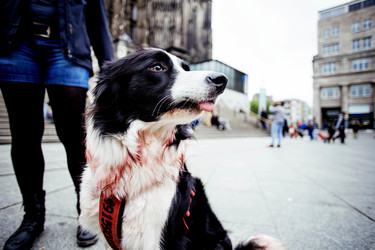 Zombie Walk Cologne 2015 in Köln
