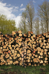 NATURE ART: Holzstoß / Woodpile Body Painting