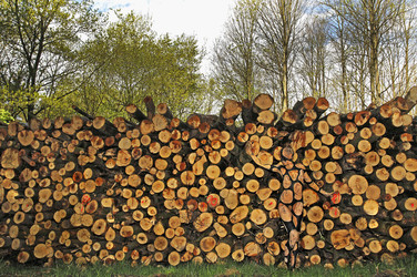 NATURE ART: Holzstoß / Woodpile Body Painting