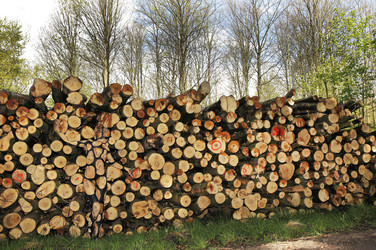 NATURE ART: Holzstoß / Woodpile Body Painting