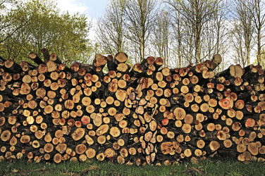 NATURE ART: Holzstoß / Woodpile Body Painting