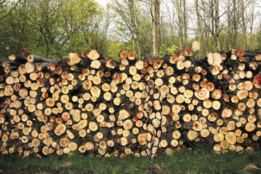 NATURE ART: Holzstoß / Woodpile Body Painting