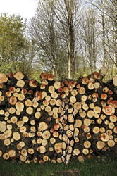 NATURE ART: Holzstoß / Woodpile Body Painting