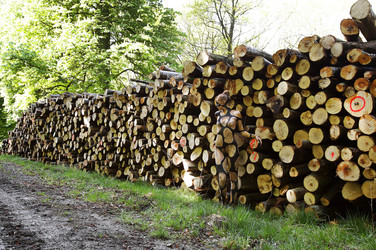 NATURE ART: Holzstoß / Woodpile Body Painting