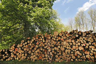 NATURE ART: Holzstoß / Woodpile Body Painting