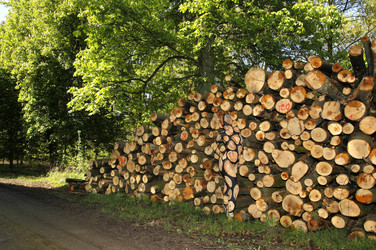 NATURE ART: Holzstoß / Woodpile Body Painting