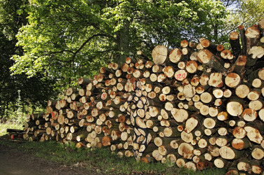 NATURE ART: Holzstoß / Woodpile Body Painting