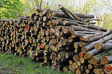 NATURE ART: Holzstoß / Woodpile Body Painting