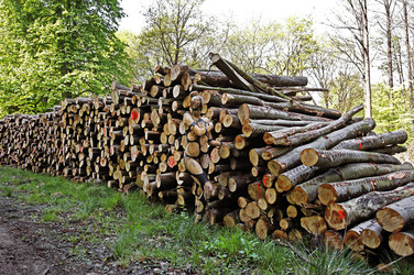 NATURE ART: Holzstoß / Woodpile Body Painting