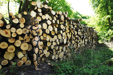 NATURE ART: Holzstoß / Woodpile Body Painting