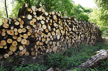 NATURE ART: Holzstoß / Woodpile Body Painting