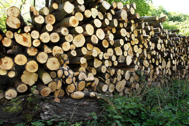 NATURE ART: Holzstoß / Woodpile Body Painting