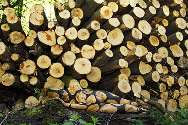 NATURE ART: Holzstoß / Woodpile Body Painting