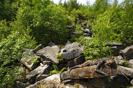NATURE ART: Steinbruch / Quarry Bodypainting