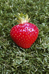 Erdbeere