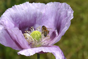 Biene in Mohnblume