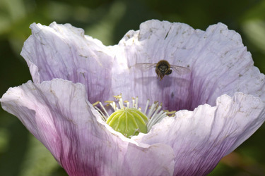 Biene in Mohnblume