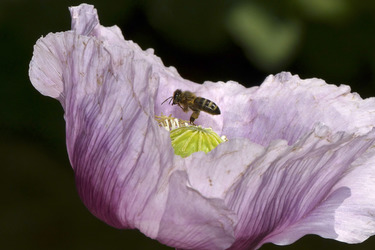 Biene in Mohnblume