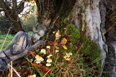 NATURE ART: Pilze / Mushrooms