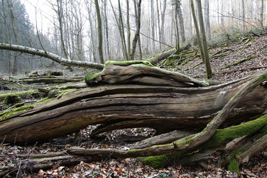 NATURE ART: Toter Baum / Dead Tree