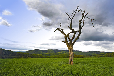 NATURE ART: Abgestorbener Baum / Dead Tree